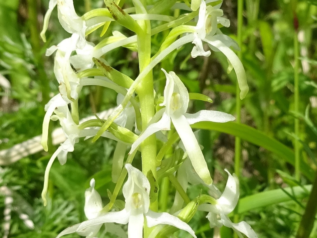 Platanthera bifolia (Orchidaceae)